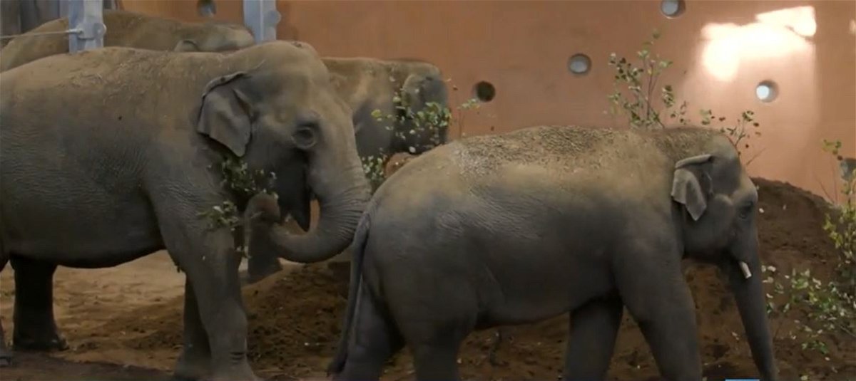 <i></i><br/>The Cincinnati Zoo announces the arrival of 4 new elephants from the Dublin Zoo.