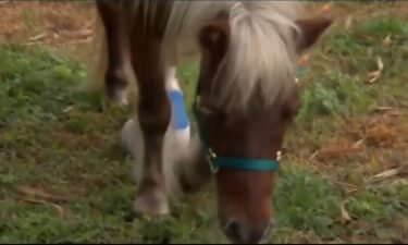 An abandoned miniature horse in the Florida Everglades was rescued by the South Florida SPCA.