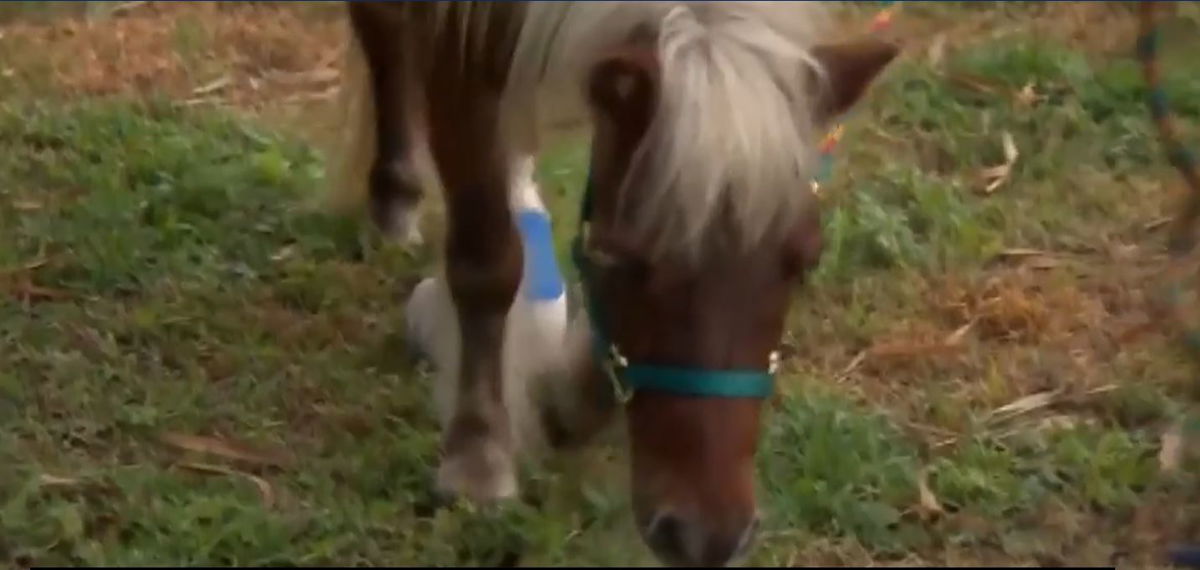 <i></i><br/>An abandoned miniature horse in the Florida Everglades was rescued by the South Florida SPCA.