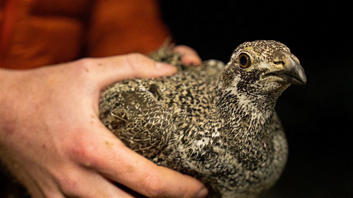  Researchers gathered data from sage grouse hens that they caught in the spring using spotlights, nets and ATVs