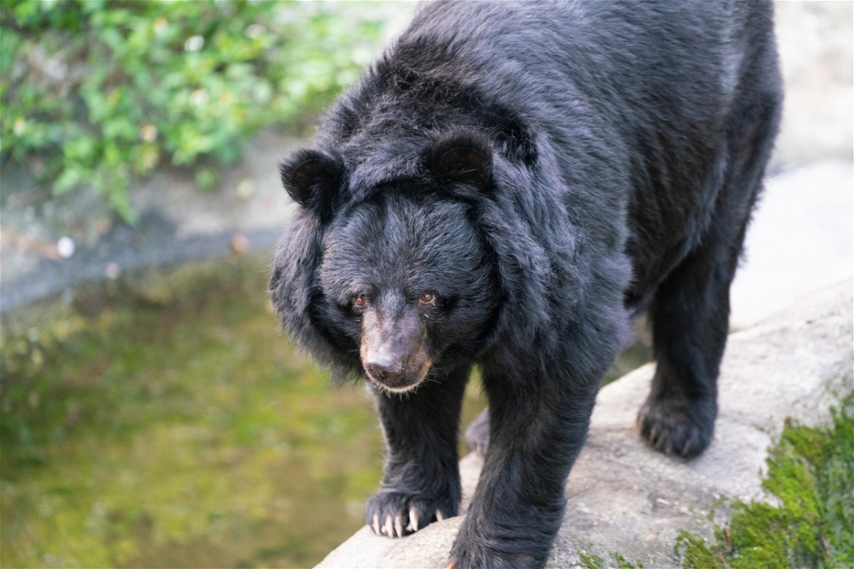 A Formosan black bear or Ursus thibetanus formosanus is pictured in Taiwan.