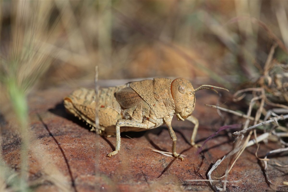 The Crau plain grasshopper is listed as critically endangered on the International Union for Conservation of Nature’s Red List of Threatened Species.