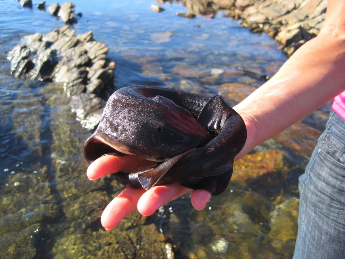 <i>A. Mertens/Shutterstock</i><br/>Shysharks earn their nickname by curling up in a protective ball to evade predators.