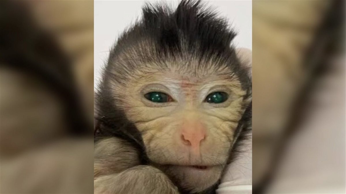 The monkey's cells were infused with a green fluorescent protein so the researchers would be able to determine which tissues had grown out of the stem cells.