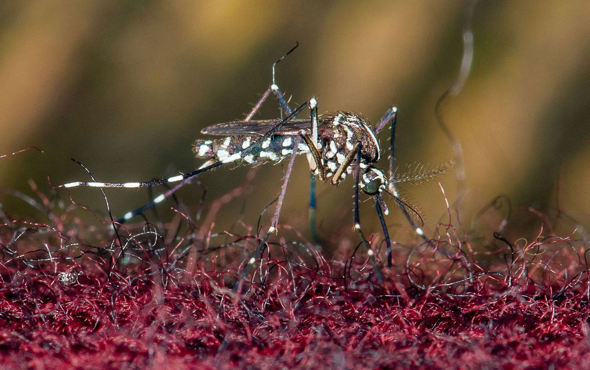 Chikungunya, a mosquito-borne disease, has no specific treatment and can be debilitating and even deadly for newborns.