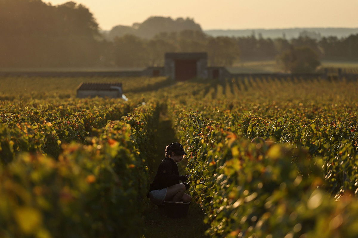 A worker harvesting grapes in a vineyard in Burgundy, France, in September. The supply of French wine has exceeded waning demand in France and abroad this year.