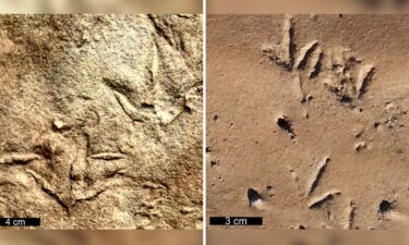 Birdlike three-toed fossil footprints that date back more than 210 million years were created by bipedal reptiles