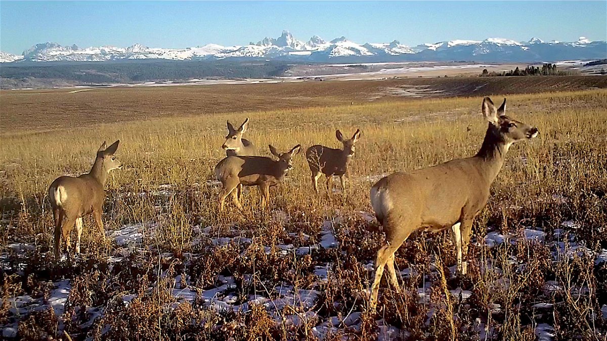 Mule deer in a wheat field with the snow covered Teton Range in the background
Mule deer browse in a wheat field on private land near Teton Canyon, Idaho, after migrating 40 miles from Grand Teton National Park, Wyoming, shown in the background.