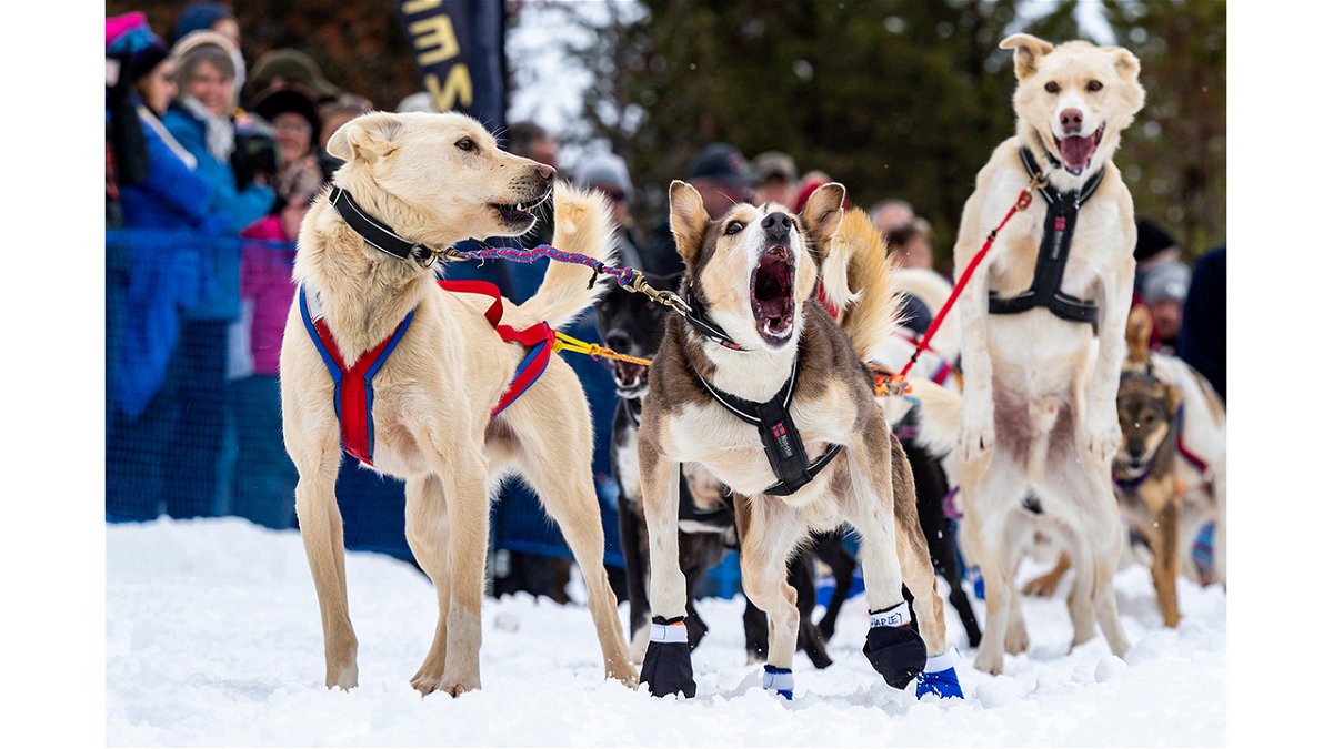 The Idaho Sled Dog Challenge is returning to the West Central Mountains of Idaho Jan. 20-Feb. 1, 2024, for its sixth year. Part of the Rocky Mountain Triple Crown, the race features world-class mushers and is an Iditarod and Yukon Quest qualifier. Pictured here on Jan. 29, 2018, at the official start of the inaugural 300-mile race, a sled dog team champs at the bit to take off.