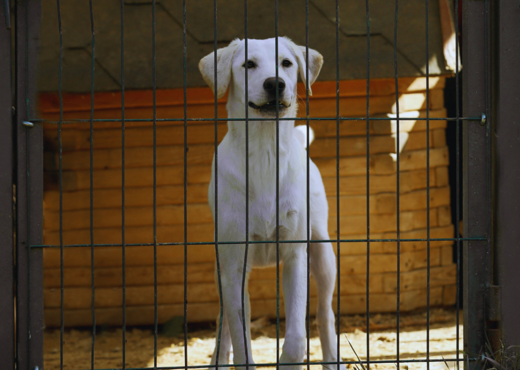 Animal shelter populations are up—here's why and how shelters are responding