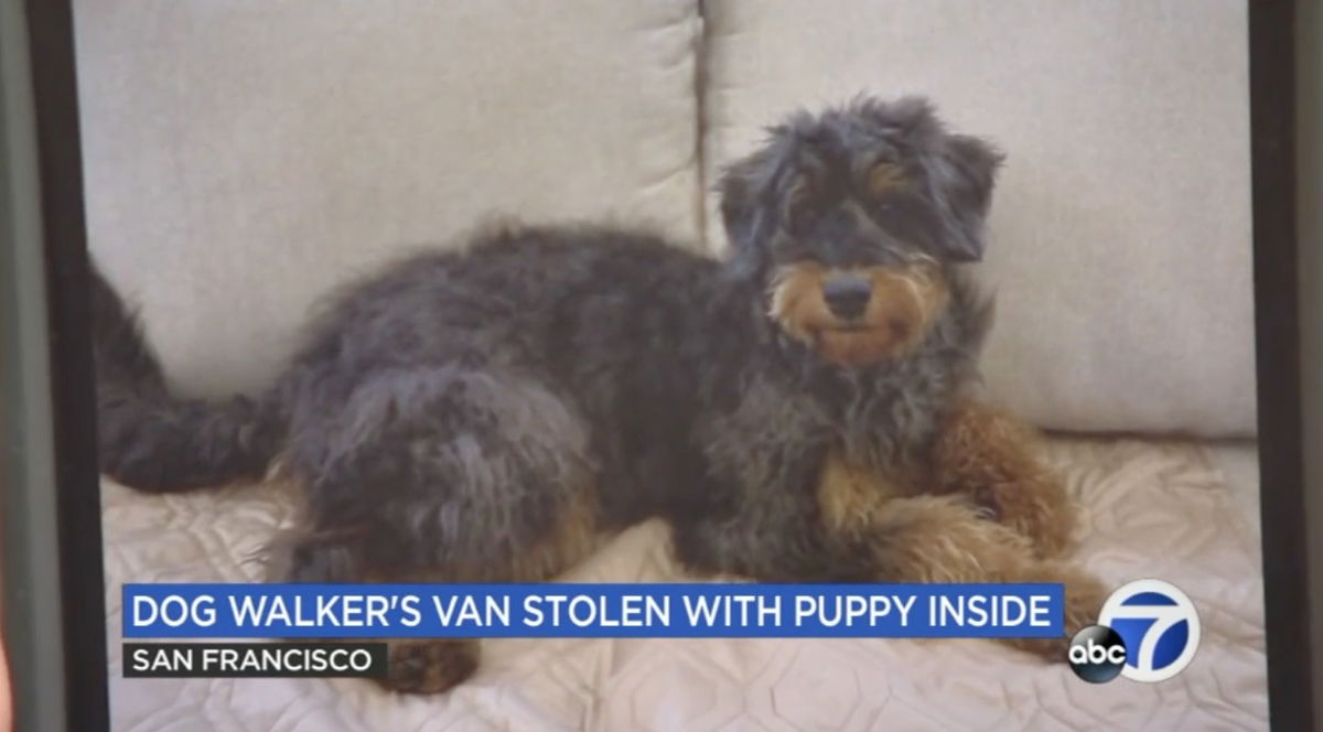 <i>KGO</i><br/>A Bernedoodle puppy stolen along with a pet walking van in San Francisco's Nob Hill neighborhood has been found safe
