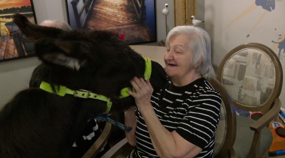 <i></i><br/>Tiptoe the therapy donkey visits a Minnetonka senior living center.