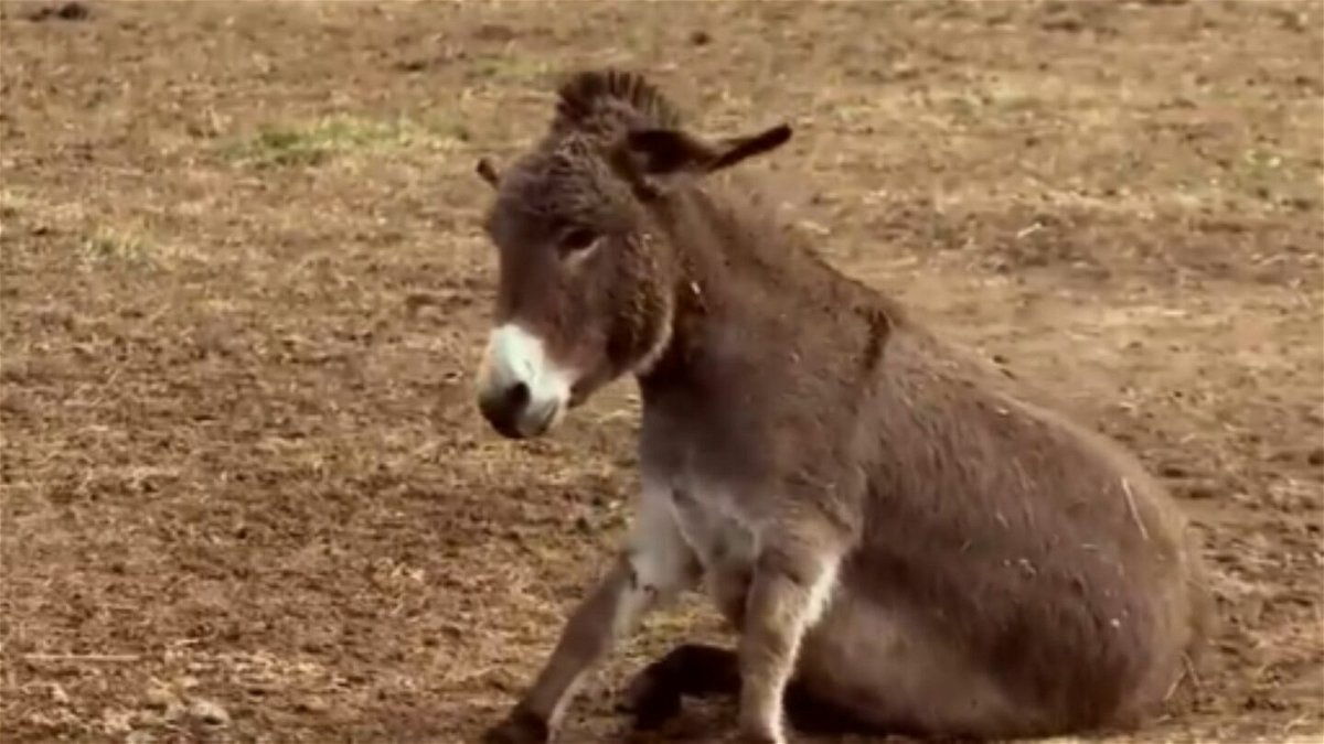 <i>WLOS</i><br/>Gail Guy's childhood love for Nativity donkeys sparked a breeding business. Now