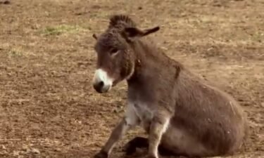 Gail Guy's childhood love for Nativity donkeys sparked a breeding business. Now