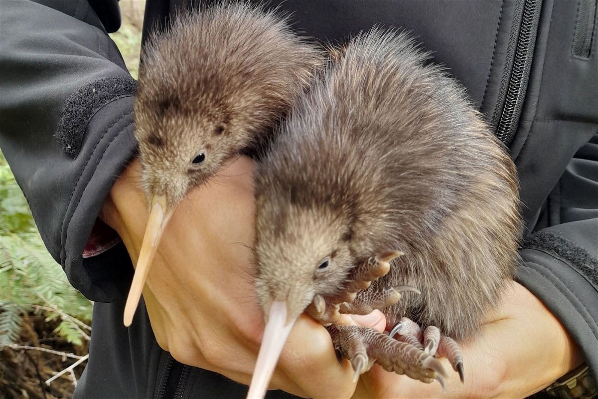Two kiwi chicks were discovered in Wellington, New Zealand, Capital Kiwi Project conservationists announced on Wednesday, November 29.