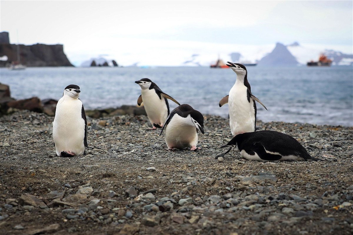 Breeding chinstrap penguins were found to accumulate around 11 hours of sleep by taking 