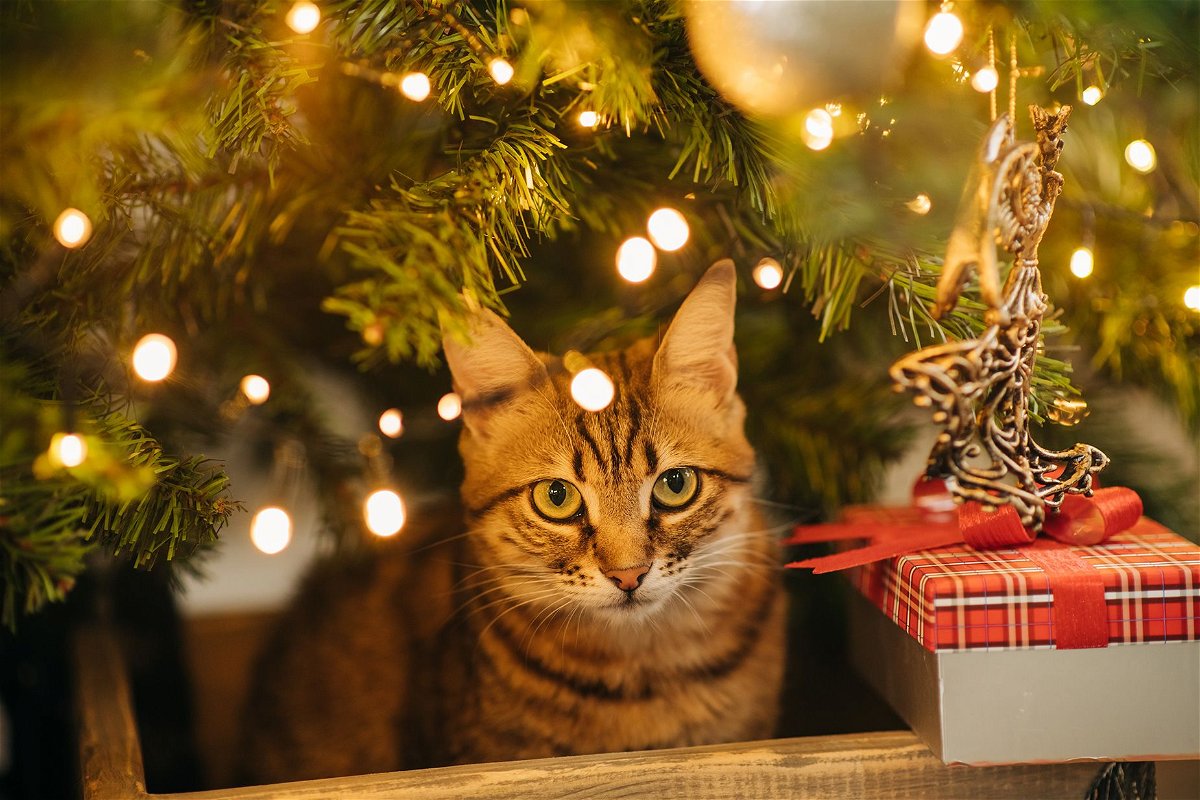 You can take steps to prevent your pet from ingesting holiday decorations.