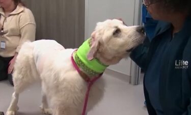 The Great Pyrenees dog who fended off a pack of coyotes and was badly injured in the process is up for Farm Dog of the Year.