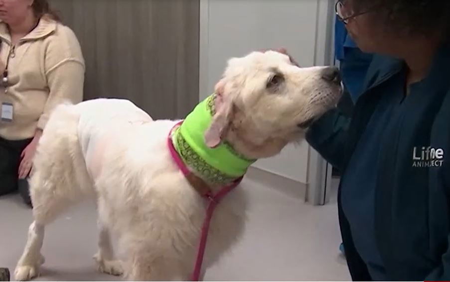 <i></i><br/>The Great Pyrenees dog who fended off a pack of coyotes and was badly injured in the process is up for Farm Dog of the Year.