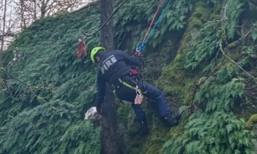 A  dog was rescued by first responders after he became stuck on a steep cliff in St. Helens