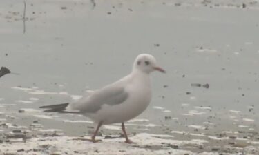 The Black Headed Gull is usually found in Europe and Asia.