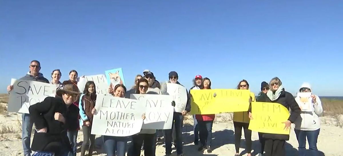 <i></i><br/>Dauphin Island residents came together to advocate for a fox named Roxy. Locals say Roxy is a hometown celebrity