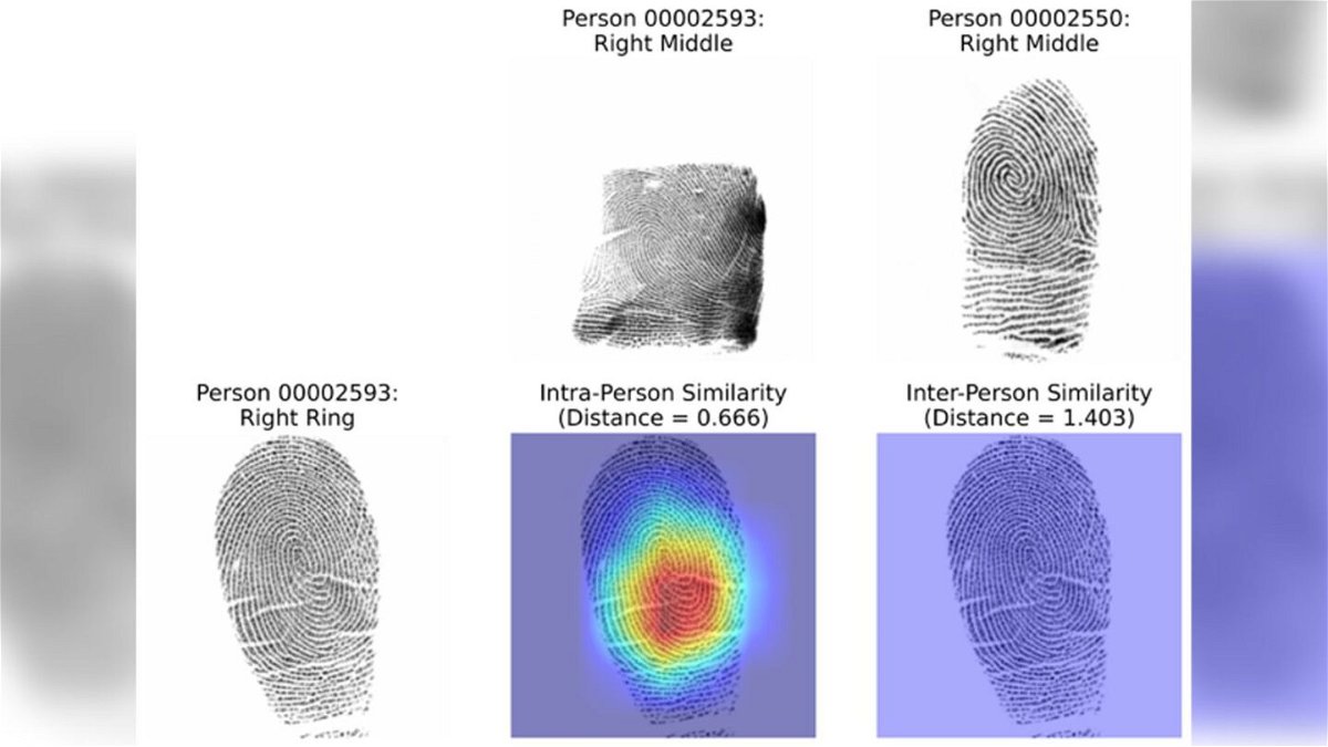 <i>Don Mason/The Image Bank RF/Getty Images</i><br/>A new study used an AI model called a deep contrastive network to tell when prints from different fingers belonged to the same person.