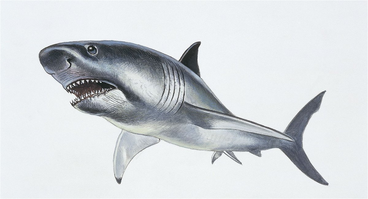 Previous megalodon reconstructions, such as this one, were based on the proportions of the modern great white shark.