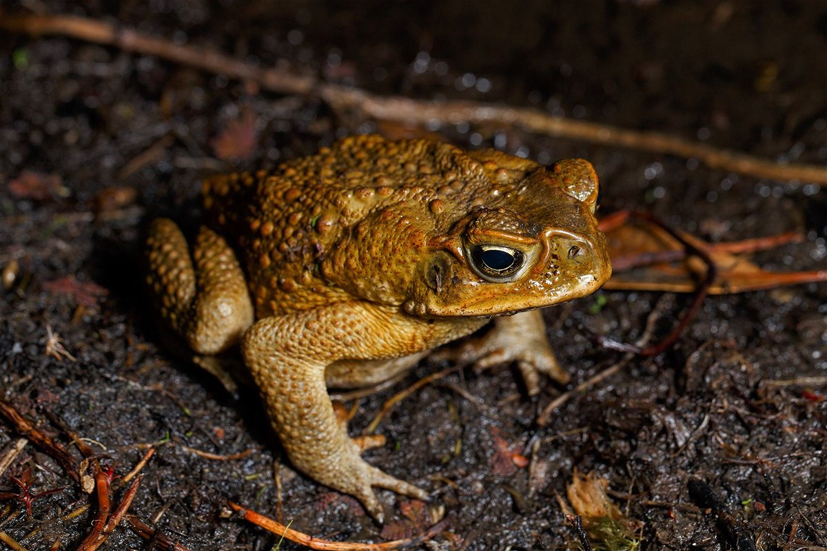 Cane toads produce poison in large glands perched on their shoulders that's fatal for some animals.