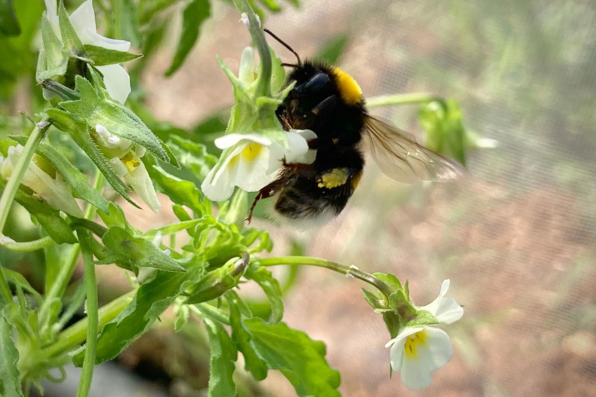 A bumblebee visits a field pansy flower during an experiment realized in this study.
Mandatory Credit:	Samson Acoca-Pidolle