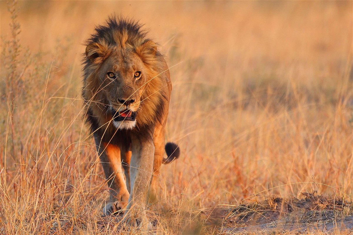 Experts say the key to a thrilling lion encounter is respect. Keep your distance and understand — but don't blindly fear — the lethal capabilities of Africa's most fascinating cat. Humans are actually much more dangerous to lions than they are to us.