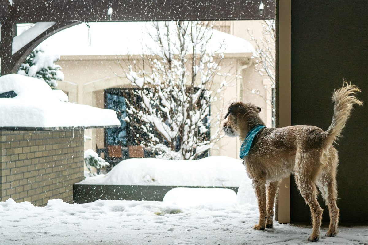 Older pets need extra protection — both inside and outdoors while taking walks in the snow and ice, experts say.