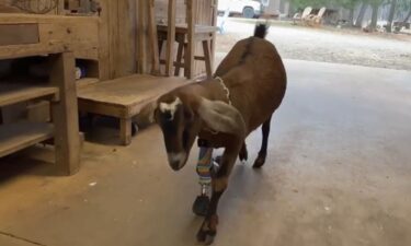 A South Carolina goat received a new leg from a TV reality show expert after a girl's suggestion