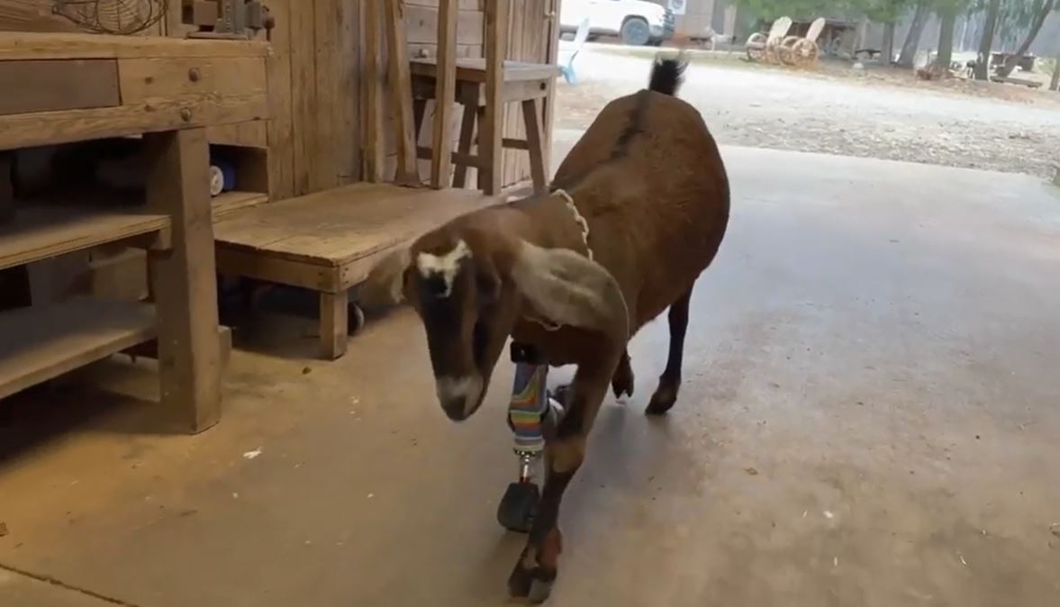 <i></i><br/>A South Carolina goat received a new leg from a TV reality show expert after a girl's suggestion