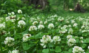 A plant that was once considered to be extinct is now flourishing thanks to help from the Ohio Department of Natural Resources.