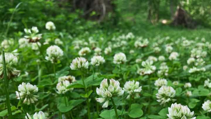 <i>Ohio Department of Natural Resources</i><br/>A plant that was once considered to be extinct is now flourishing thanks to help from the Ohio Department of Natural Resources.