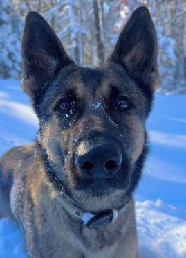 <i>Auburn MA Police Department/WBZ</i><br/>K9 Biza picked up the scent of a missing child and tracked it for over 2 miles