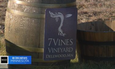 Warm winter weather is forcing Minnesota vineyards into unprecedented territory.