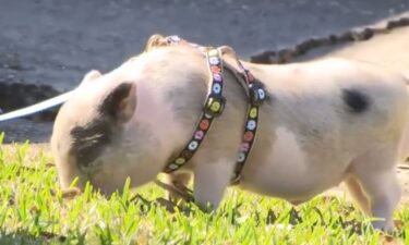 A piglet that was tossed around on the parade route during Carnival Season has been rescued.