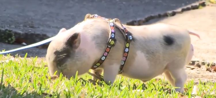 <i>WDSU</i><br/>A piglet that was tossed around on the parade route during Carnival Season has been rescued.