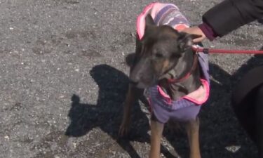 A dog found abandoned in a garage in the Harrisburg area with no water