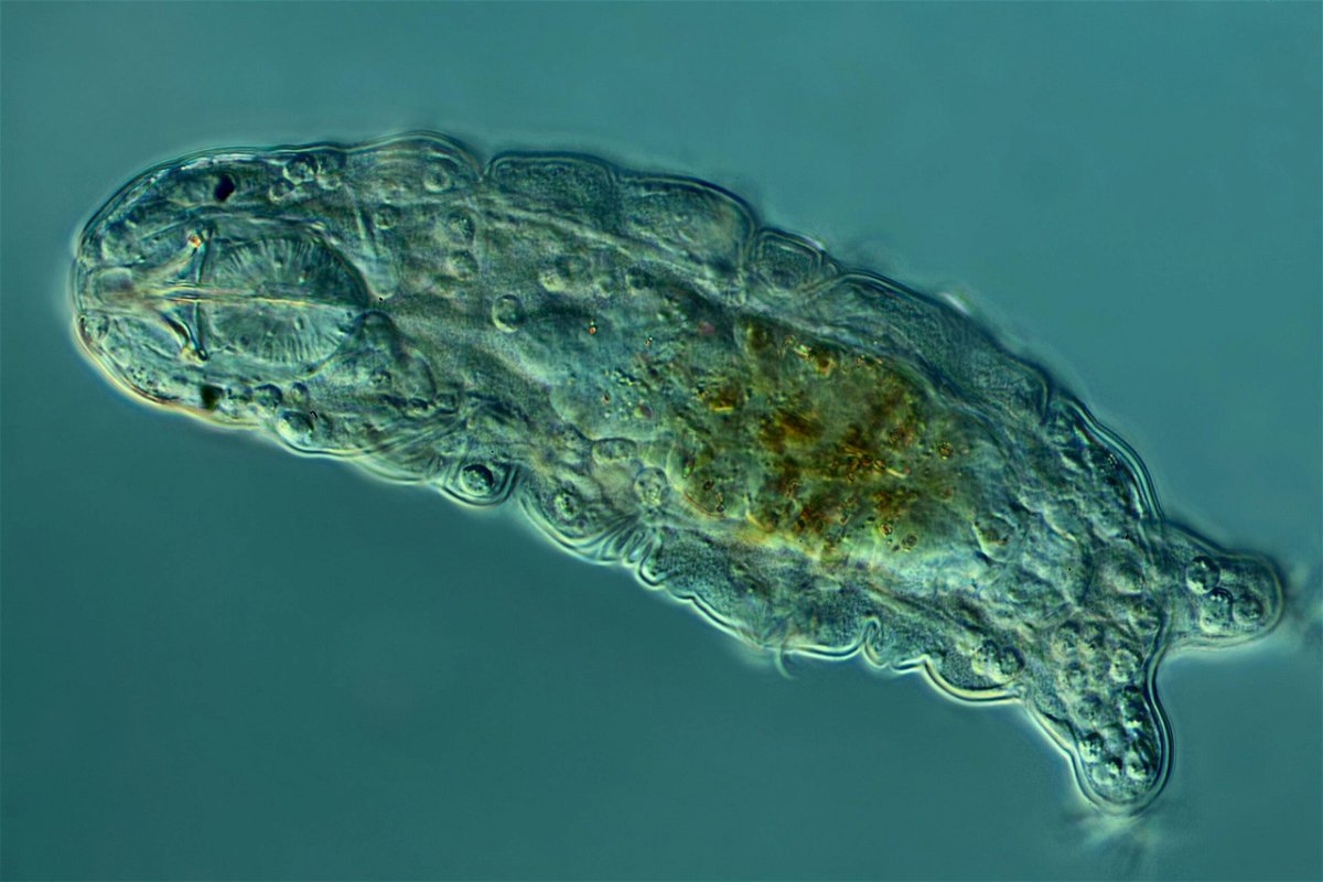 A microscopic tardigrade, or water bear, appears in its active state