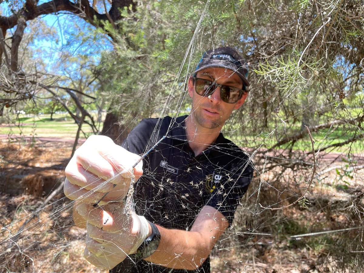 Joshua Newton, a doctoral student at Curtin University’s School of Molecular and Life Sciences near Perth, is pictured collecting a golden orb spiderweb.
