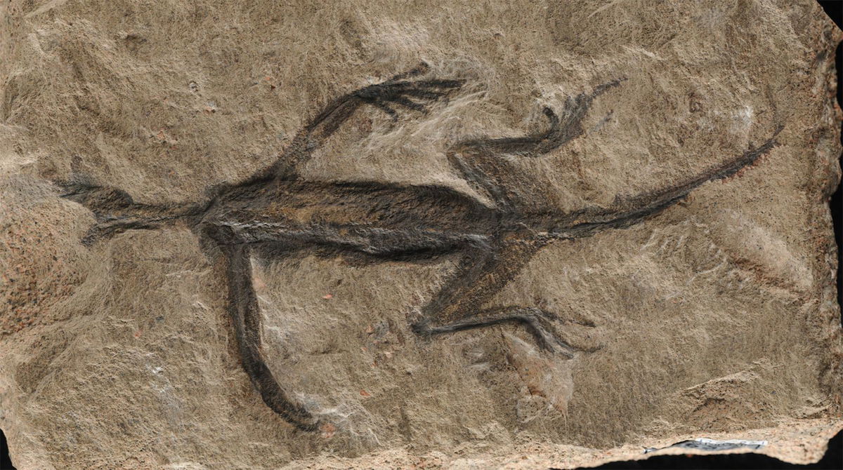 The fossil, discovered in 1931, was thought to be an ancient reptile. Now, researchers are questioning its true nature.