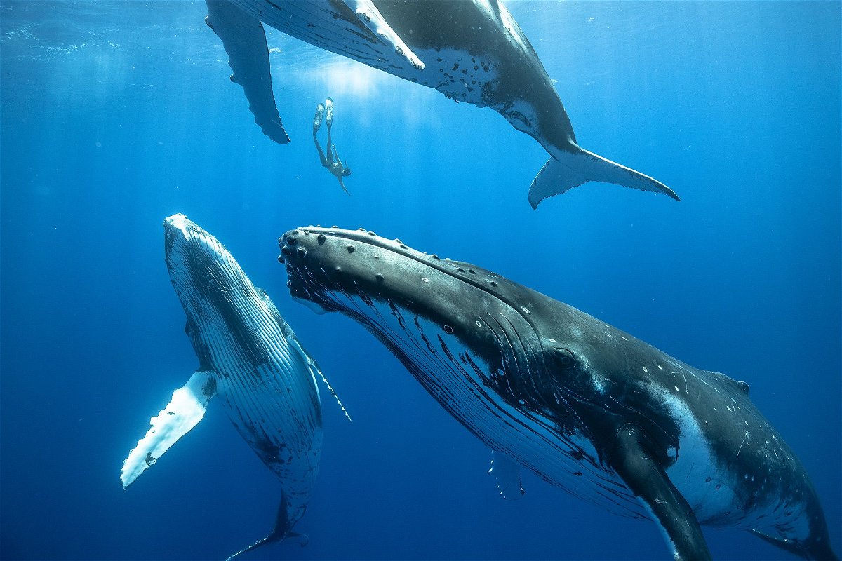 A free diver descends between three juvenile humpback whales, each the size of a bus. Scientists believe they have found how such whales create their songs underwater.