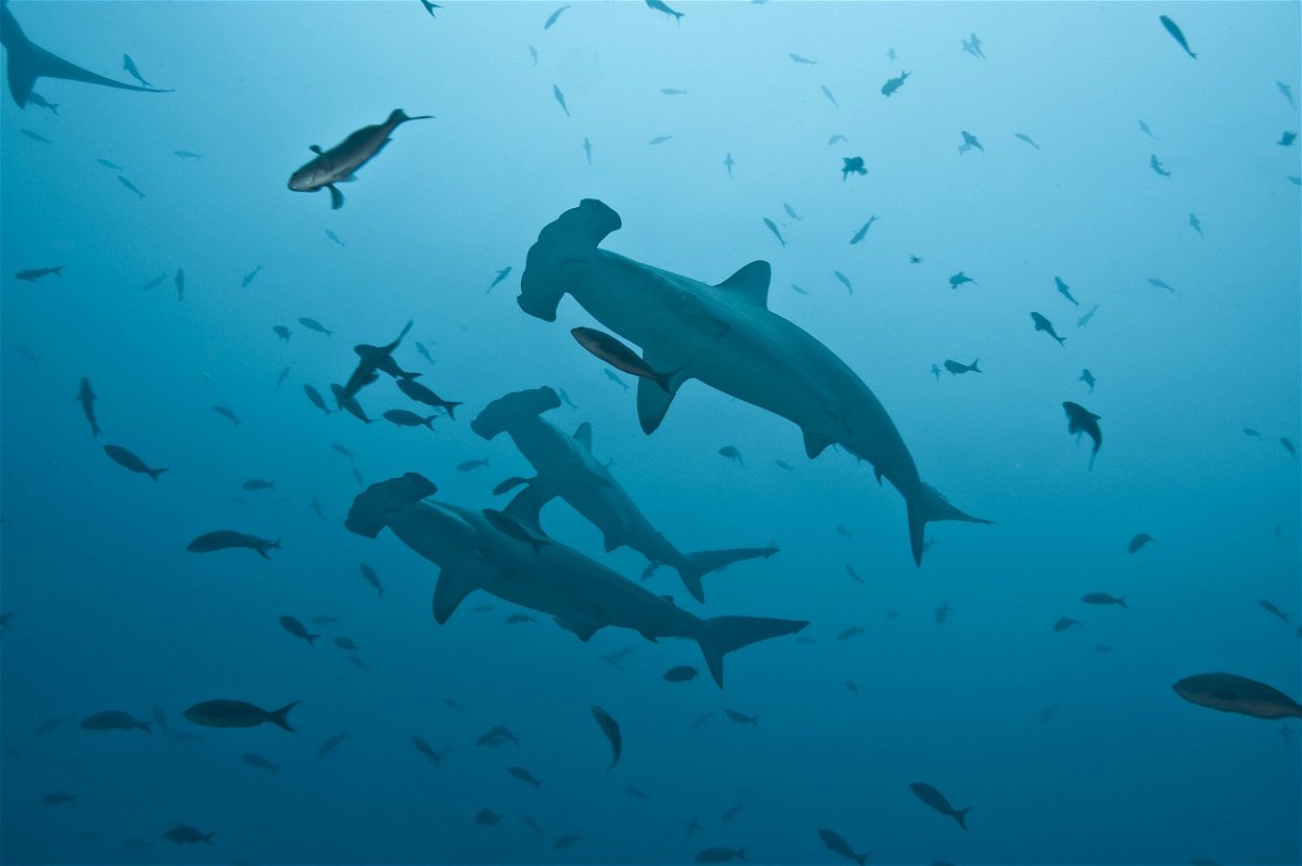 Scalloped hammerhead sharks swim near the Galapagos Islands. Nearly all migratory fish in the report are threatened with extinction.