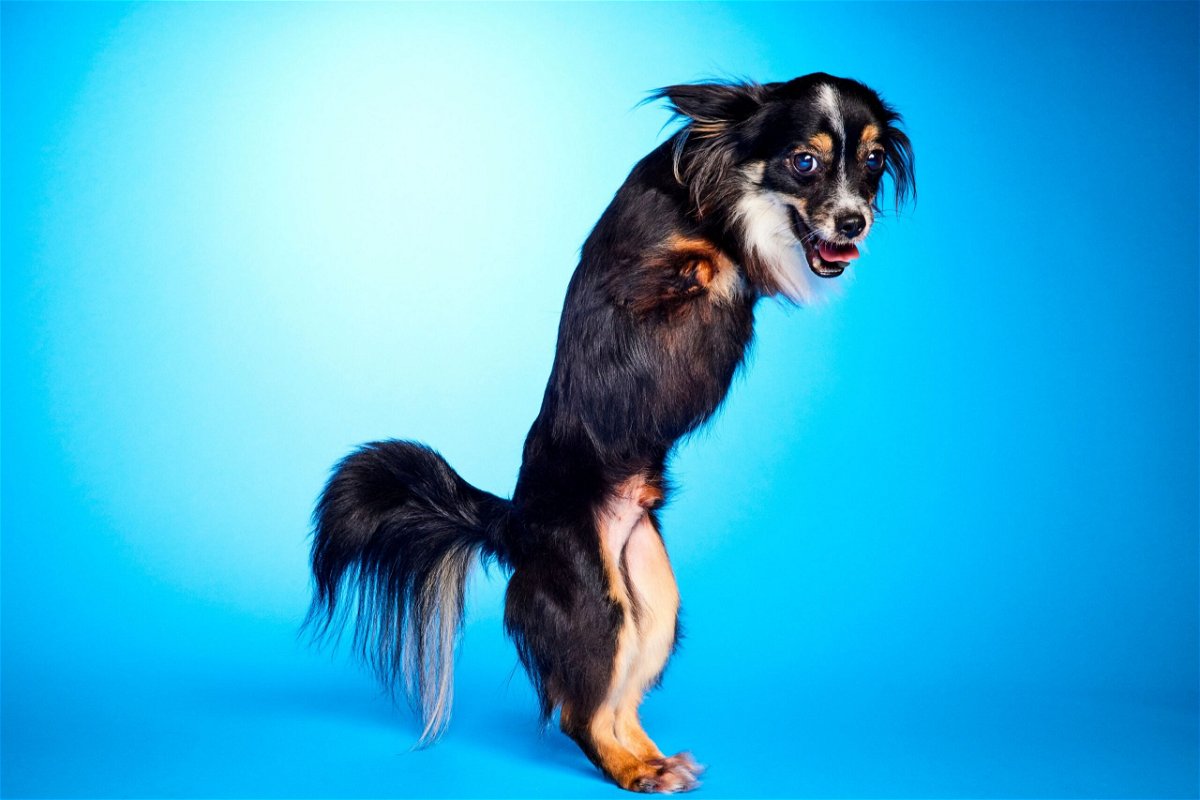 Mr. Bean, a Papillon mix, is pictured here. Borghese, star of Season 9 of “The Bachelor,” adopted Mr. Bean.