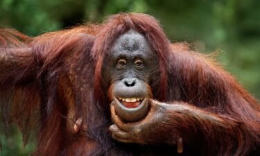 Scientists observed playful teasing in orangutans