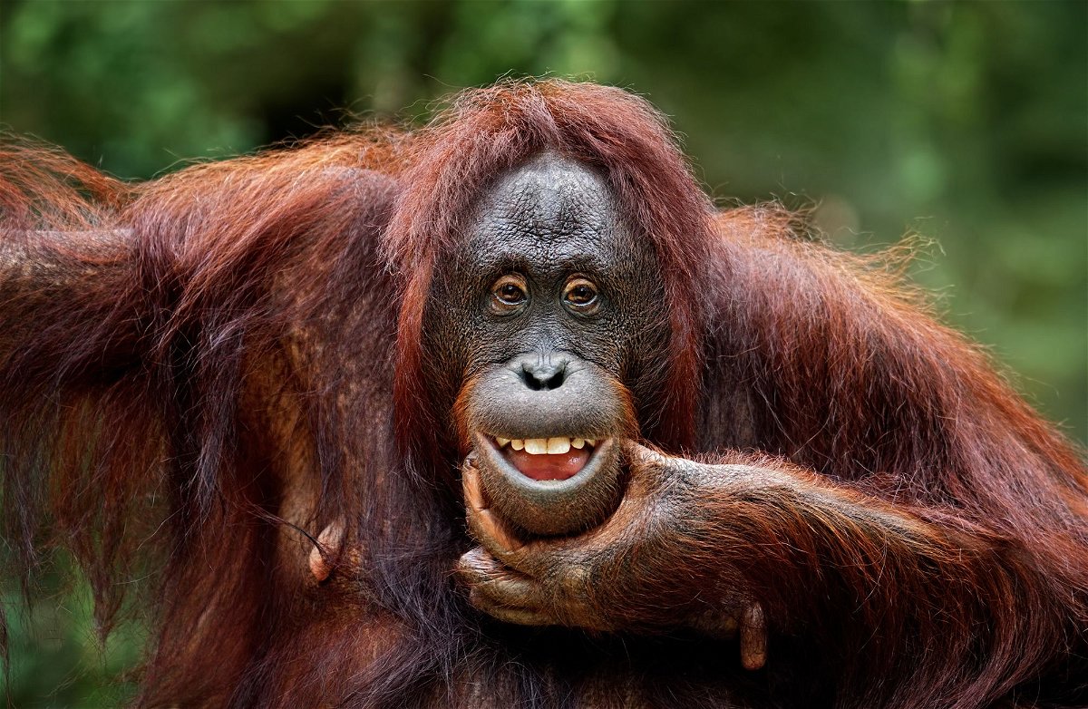 <i>Freder/E+/Getty Images</i><br/>Scientists observed playful teasing in orangutans