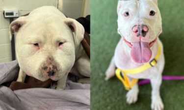 A dog is recovering after shoe laces were tied to her neck